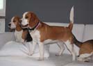 Beagle Donna in Heiligenhafen